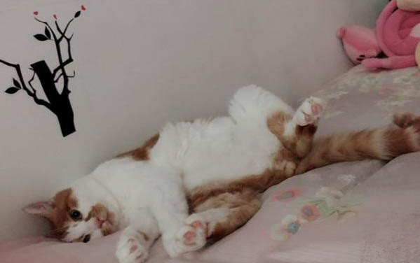貓咪無癥狀猝死的原因是什么