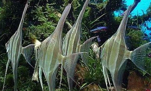 養龍魚的忌諱都有哪些