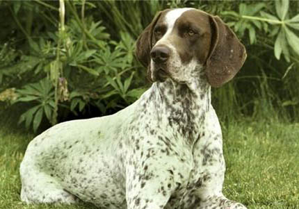 短毛小體純種太倉犬出售