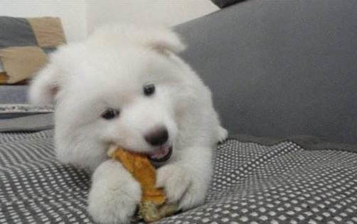 薩摩耶犬挑選技巧