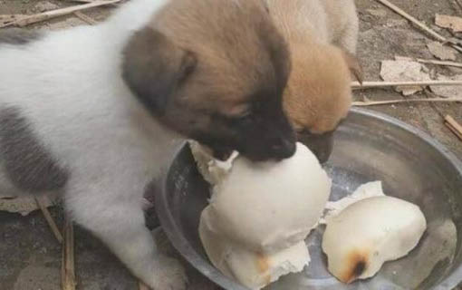 狗壽命一般多少年
