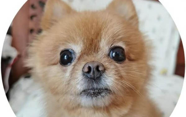 如何給小狗驅蟲