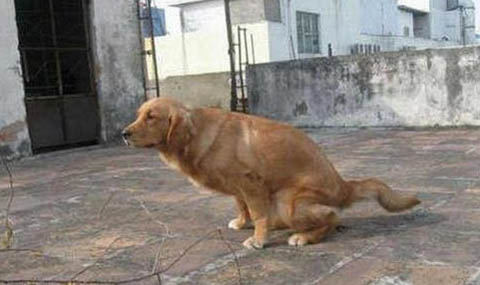 中國禁養(yǎng)犬種有哪些?