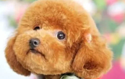 泰迪狗養多久才認主人