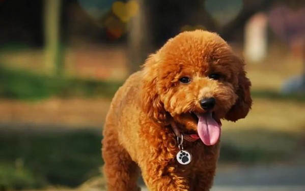 泰迪犬和比熊犬哪個好養(yǎng)