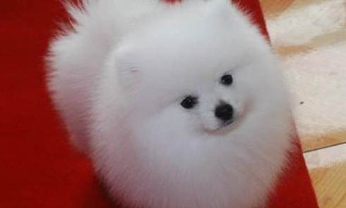 博美犬哪個品種最好看