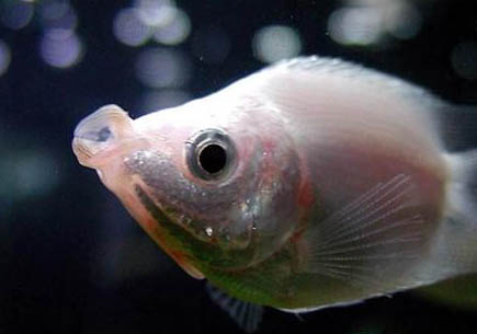 魚塘養魚用哪種飼料好