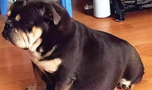 狗狗打疫苗多少錢