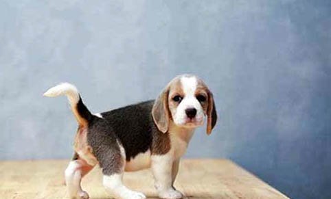 比格犬和柯基犬哪個(gè)好