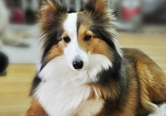 蘇格蘭牧羊犬的價格
