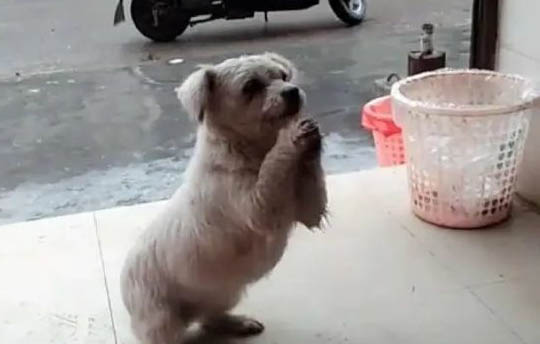 6歲狗狗門牙掉了怎么辦