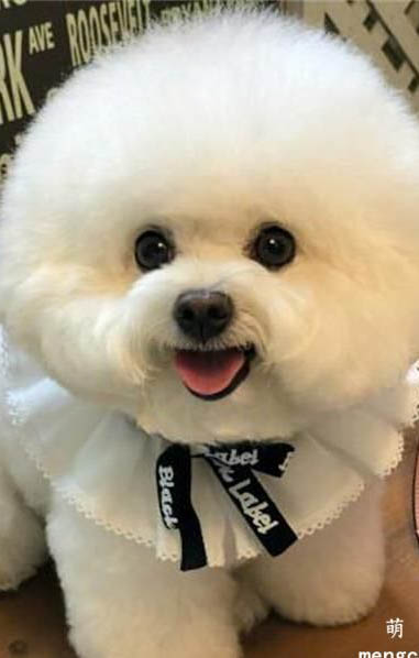 怎么給比熊狗狗洗澡呢