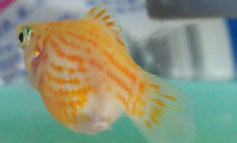 瑪麗魚(yú)怎么看快生了