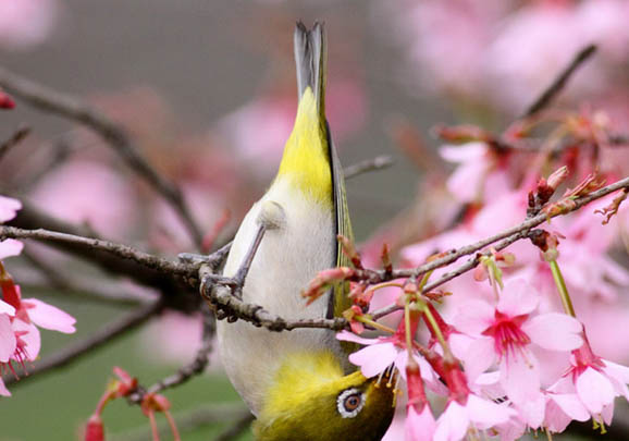 繡眼鳥平時要罩籠衣嗎?