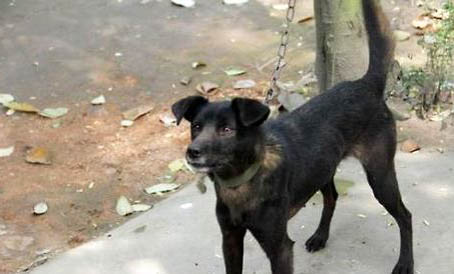 藍斑獵犬打獵怎么樣