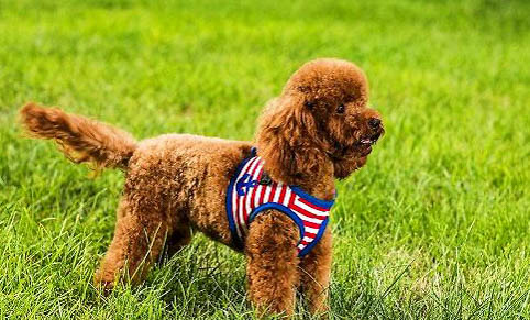 泰迪犬訓練方法有哪些?泰迪犬怎么訓練“召回”?
