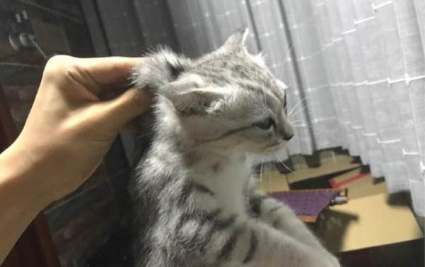 貓咪能不能吃雞蛋