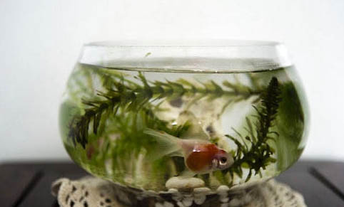 魚缸的魚為什么總在上面