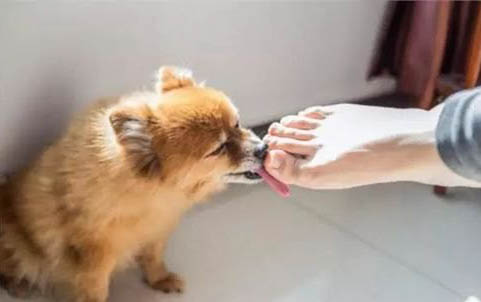 狗狗肝炎吐血能治嗎
