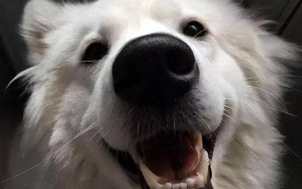 狗狗鼻子結(jié)痂是什么原因