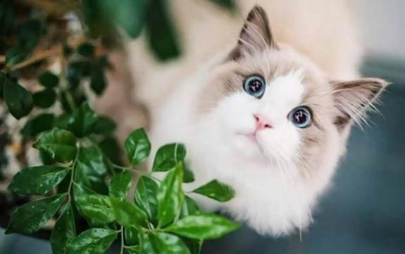 新手怎么飼養布偶貓