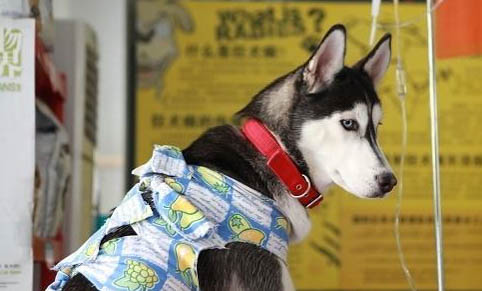為什么狗狗皮膚變黑了