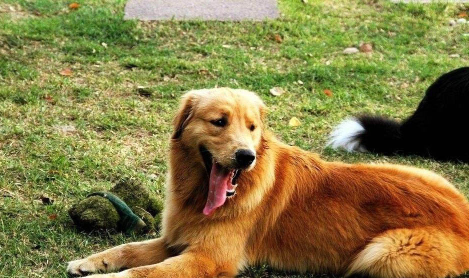 金毛犬腹部腫大，如何判斷是否腹水？