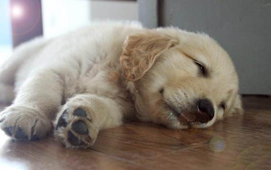 金毛幼犬怎樣養才好