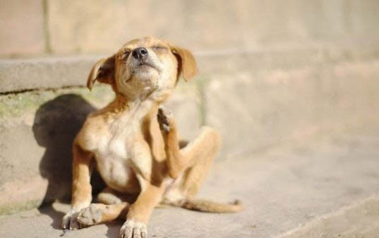 狗狗打狂犬疫苗多少錢