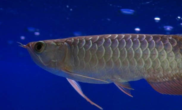 怎樣給魚缸換水