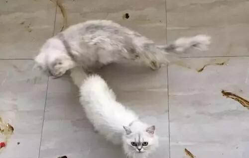 狗狗多大可以出去溜達(dá)？