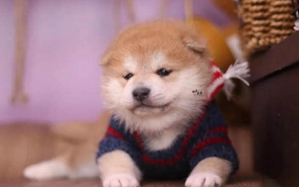 柴犬冬天可以室外養(yǎng)嗎