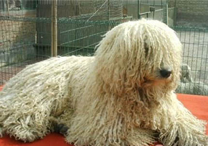 可蒙犬干咳的原因及處理方法