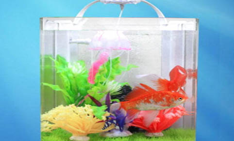 怎么在魚缸里種水草