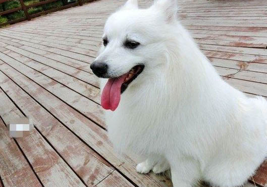 狗狗能不能吃菠蘿?