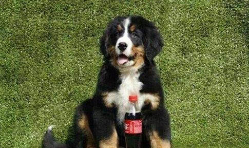 伯恩山犬壽命短嗎