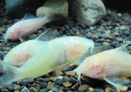 純凈水可以養(yǎng)魚(yú)嗎?