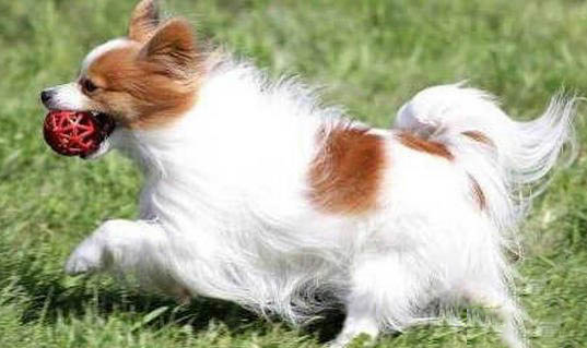 蝴蝶犬不愛吃東西的原因都是什么