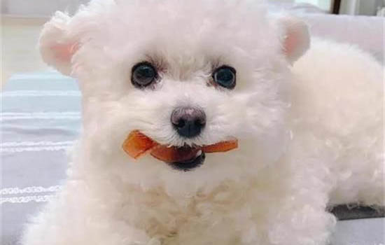 狗狗可以吃兔耳朵嗎