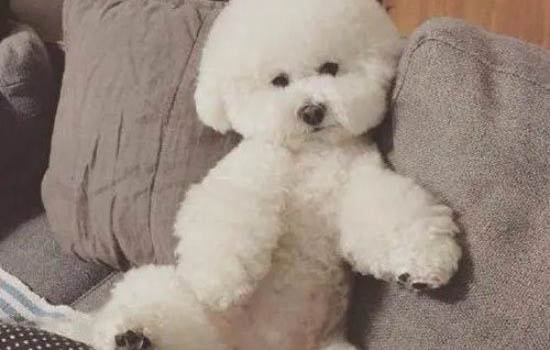 比熊一直咳嗽怎么辦