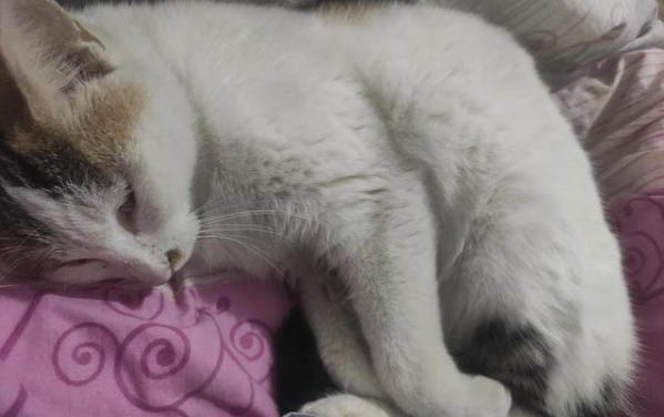 怎么引導貓喝水