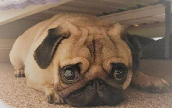 狗狗感冒咳嗽吃什么藥