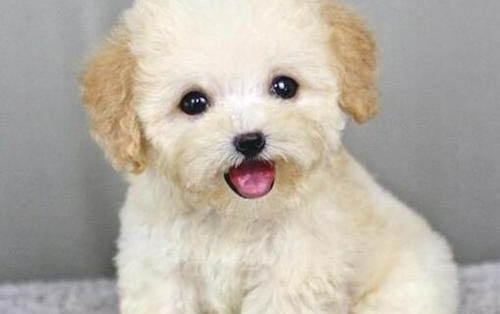 泰迪犬便秘怎么辦?