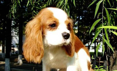 博伊金獵犬半夜突然叫是什么原因