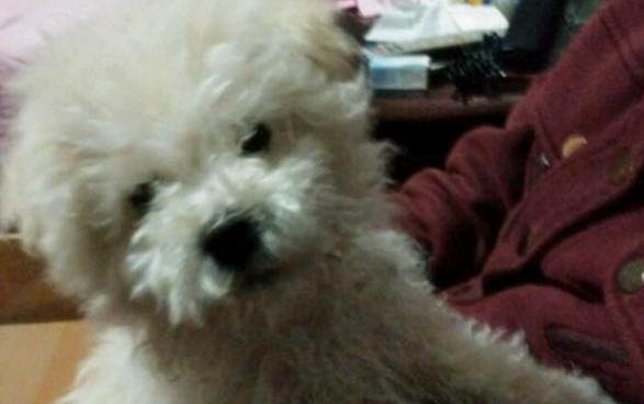 貴賓犬懷孕多久會生？