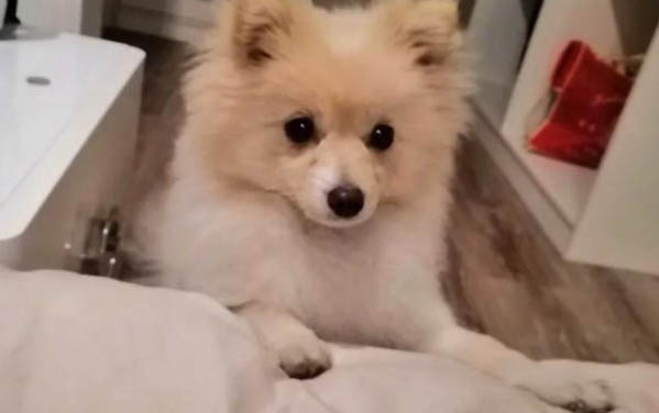 博美犬哪個品種最好看