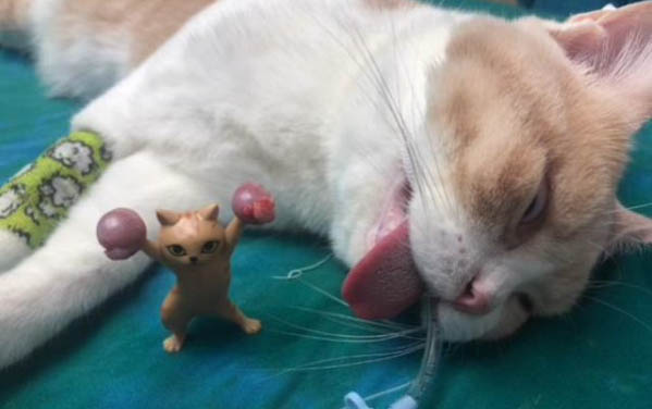 貓咪為什么起癬了