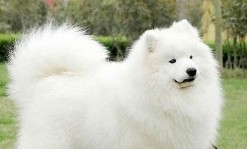 狗狗懷孕一個月肚子有什么變化