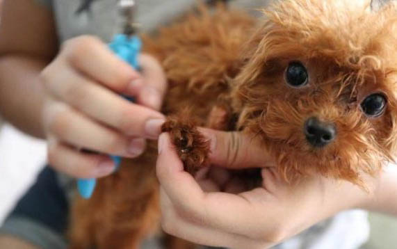 泰迪犬性格特點(diǎn)