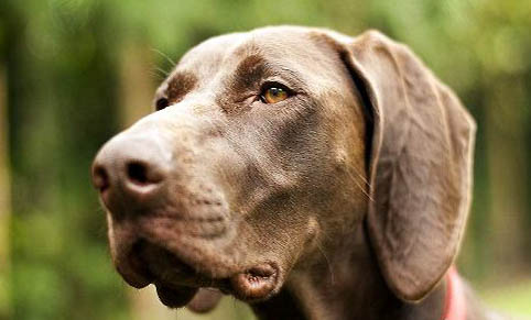 狗狗怎么樣可以預防犬瘟？